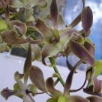 Dendrobium Spatulata Hybrid Dendrobium Spatulata Hybrid
