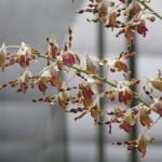 Dendrobium Spatulata, orchid