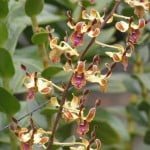 Dendrobium Spatulata, orchid