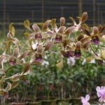 Dendrobium Spatulata Hybrid, orchid