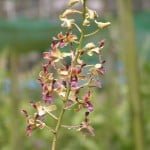 Dendrobium Spatulata Dendrobium Spatulata
