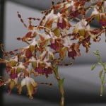 Dendrobium Spatulata Dendrobium Spatulata