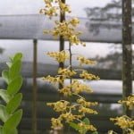 Dendrobium Spatulata Dendrobium Spatulata