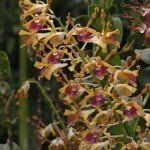 Dendrobium Spatulata Dendrobium Spatulata
