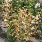 Dendrobium Spatulata Hybrid, orchid