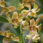 Dendrobium Spatulata Hybrid Dendrobium Spatulata Hybrid