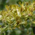 Dendrobium Spatulata Hybrid Dendrobium Spatulata Hybrid