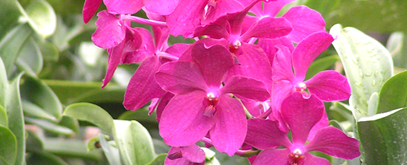 Renantanda Hybrids