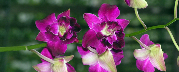 Petal Fusion
