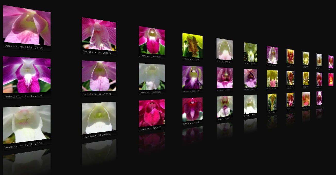 Dendrobium Lips