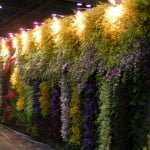 Cut Orchid Display