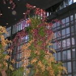 Oncidium Alliance Orchid Display