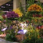 Orchid Business Cluster's Orchid Display