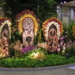 Papua New Guinea's Orchid Display
