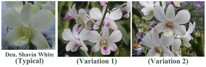 Creating Variations