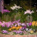 Singapore Orchid Grower Association Orchid Display