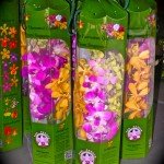 Orchid Giftboxes