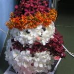 Orchid Snowman Orchid Snowman