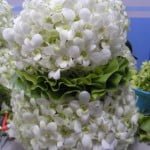 Orchid Snowman Orchid Snowman