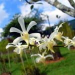 Mandai Orchid Garden