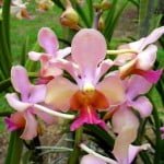 Aeridovanda Lish Kirsher