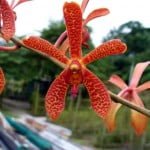 Limara Panjang2