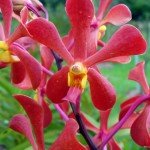 Mokara Kelvin Red