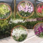 20th World Orchid Conference