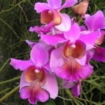 Papilionanthe