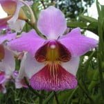 Vanda Hookeriana Hybrid 4