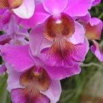 Vanda Hookeriana Hybrid 6