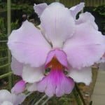 Vanda Teres Gigantea