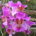 Vanda Hookeriana Hybrid 8