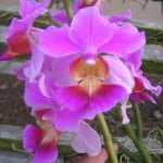 Vanda Teres Hybrid 13