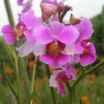 Vanda Teres Hybrid 20