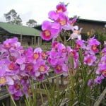 Vanda Teres Hybrid 27