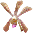 AranAscoCycle115