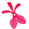 AranRenYusCycle115