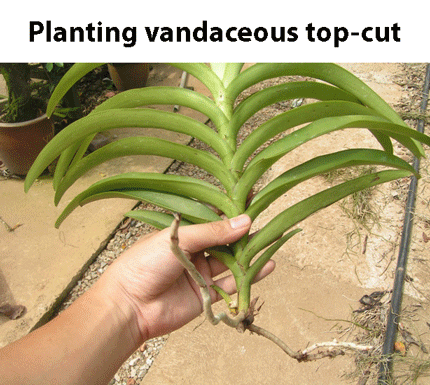 Plant-top-cut_430