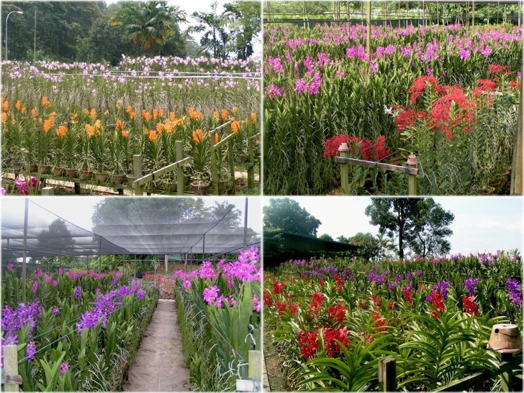 Vandaceous orchids in partial and full sunlight