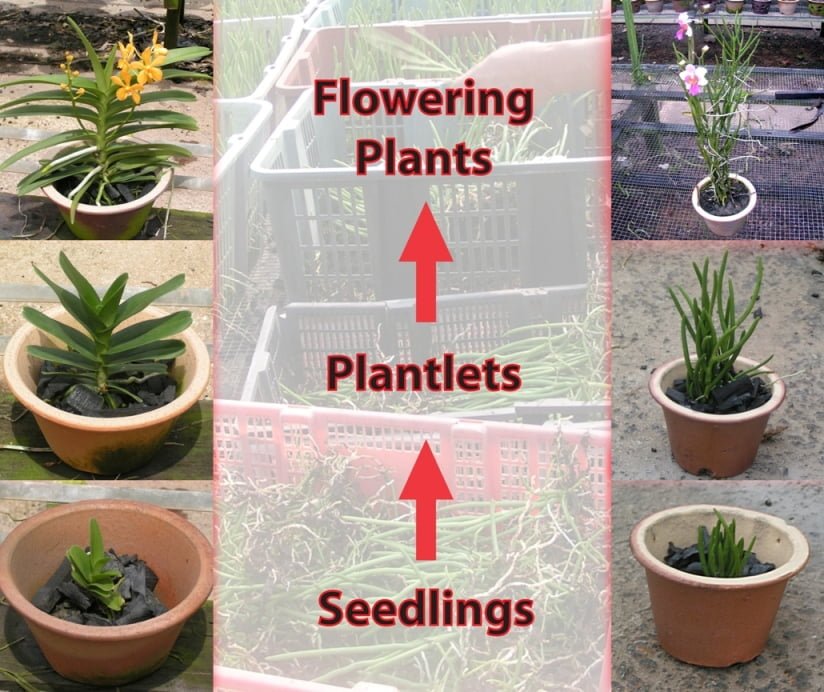 Vandaceous Growth Stages