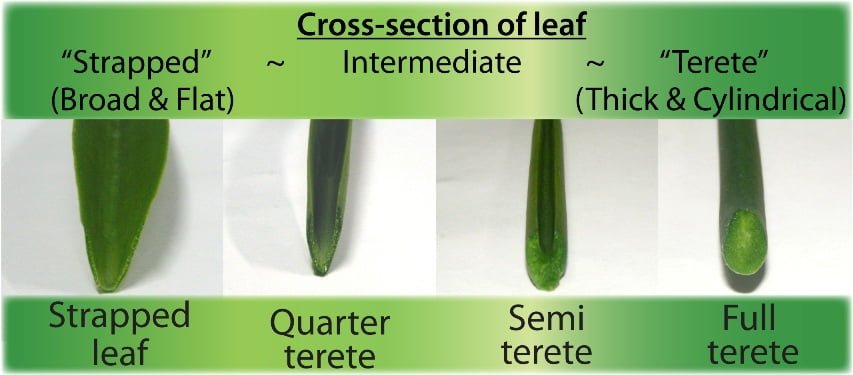 Type of Vandaceous Leaves