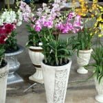 Raffles Place Orchid Garden
