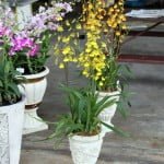 Raffles Place Orchid Garden