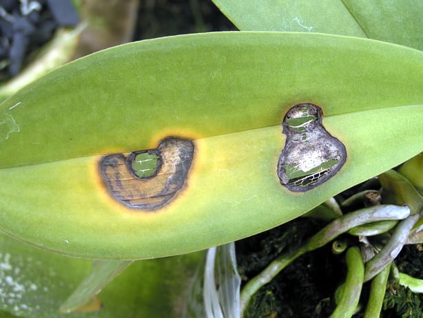 Orchid Pathogens - Toh Garden: Singapore Orchid Plant & Flower Grower