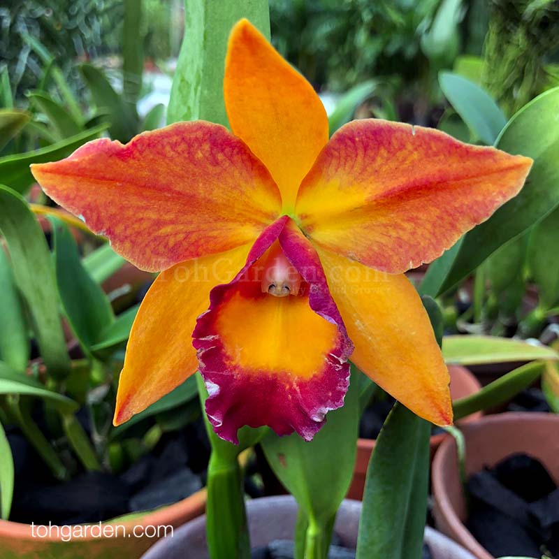 Cattleya Alliance Hybrids List - Toh Garden: Singapore Orchid Plant